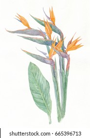 Paradise bird flowers. Watercolor illustration.