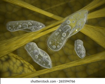 Paramecium