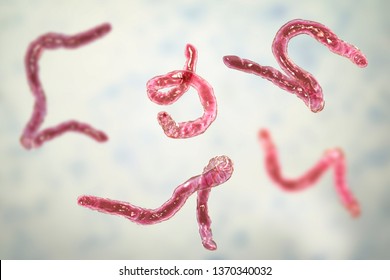 pictures of hookworms in humans