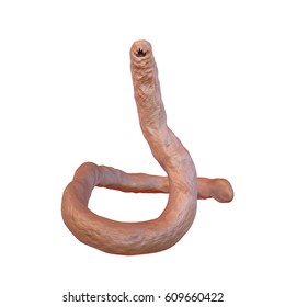 Parasitic Hookworm Ancylosoma, 3D Illustration. Ancylostoma Duodenale Can Infect Humans, Dogs And Cats, Its Head Has Several Tooth-like Structures