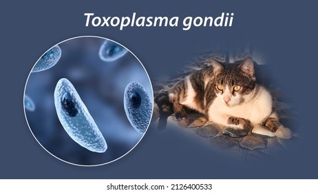 Parasitic Protozoans Toxoplasma Gondii, The Causative Agent Of Toxoplasmosis In Tachyzoite Stage, 3D Illustration And Photo Of A Cat, Toxoplasma Parasite Definitive Host