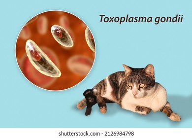 Parasitic Protozoans Toxoplasma Gondii, The Causative Agent Of Toxoplasmosis In Tachyzoite Stage, 3D Illustration And Photo Of A Cat, Toxoplasma Parasite Definitive Host