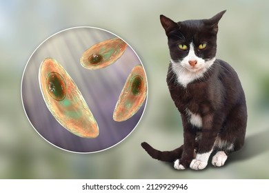 Parasitic Protozoans Toxoplasma Gondii, The Causative Agent Of Toxoplasmosis In Tachyzoite Stage, 3D Illustration And Photo Of A Cat, Toxoplasma Parasite Definitive Host