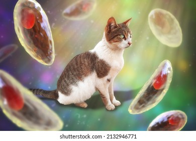 Parasitic Protozoans Toxoplasma Gondii, The Causative Agent Of Toxoplasmosis In Tachyzoite Stage, 3D Illustration And Photo Of A Cat, Toxoplasma Parasite Definitive Host