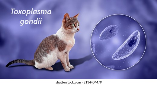 Parasitic Protozoans Toxoplasma Gondii, The Causative Agent Of Toxoplasmosis In Tachyzoite Stage, 3D Illustration And Photo Of A Cat, Toxoplasma Parasite Definitive Host