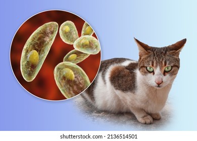 Parasitic Protozoans Toxoplasma Gondii, The Causative Agent Of Toxoplasmosis In Tachyzoite Stage, 3D Illustration And Photo Of A Cat, Toxoplasma Parasite Definitive Host