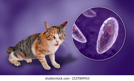 Parasitic Protozoans Toxoplasma Gondii, The Causative Agent Of Toxoplasmosis In Tachyzoite Stage, 3D Illustration And Photo Of A Cat, Toxoplasma Parasite Definitive Host