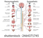 parasympathetic and sympathetic nervous systems, various organs and bodily functions structure diagram hand drawn schematic raster illustration. Medical science educational illustration