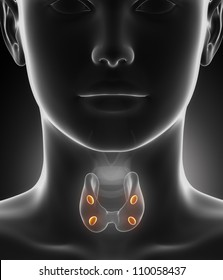 Parathyroid Gland Anatomy