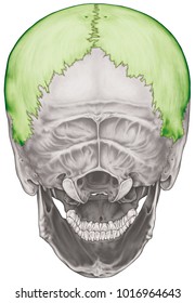 Parietal Bone Cranium Bones Head Skull Stock Illustration 1016964643 ...