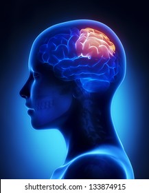 Parietal Lobe - Female Brain Anatomy Lateral View