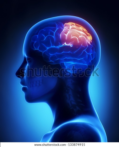 Parietal lobe -\
female brain anatomy lateral\
view