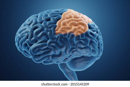 Parietal Lobe In Human Brain 3d Illustration