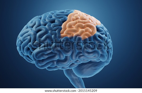 Parietal lobe in\
human brain 3d\
illustration