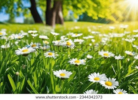 Similar – Image, Stock Photo Daisies in the meadow, dandelions blooming in the background