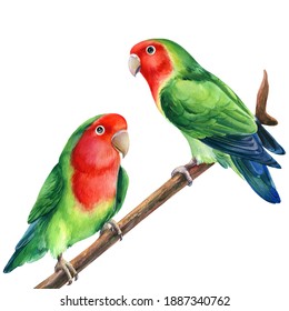 Parrot on a branch. Lovebirds watercolor tropical birds illustration, hand drawing painting