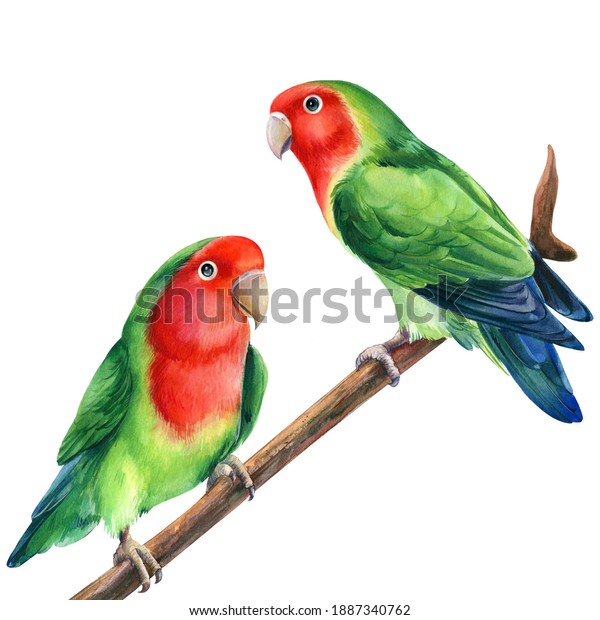 how to draw a lovebird