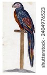 Parrot on Stick, anonymous, after Johan Teyler, 1658 - 1750, vintage engraved.