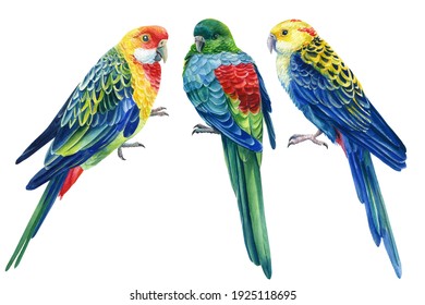 Parrots on isolated white background, bright bird watercolor painting, illustration