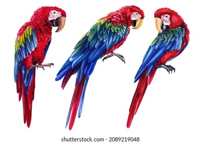 Parrots, Red Macaw, Tropical Birds, Isolated White Background, Hand Painted Watercolor Illustration