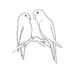 Parrots Sketch Line Art On White Background. Parrots Black And White Art Illustration