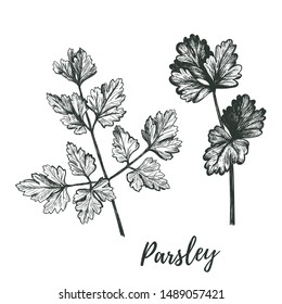 Parsley Set. Parsley  Illustration. Parsley Hand Drawing