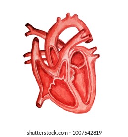 Part Of The Human Heart. Anatomy. Diastole And Systole.Filling And Pumping Of Human Heart Structure Anatomy Watercolor