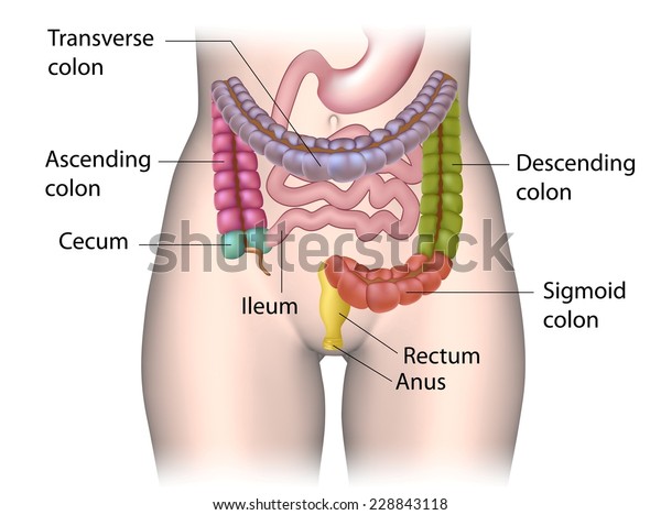 Parts of colon color coded\
labeled.