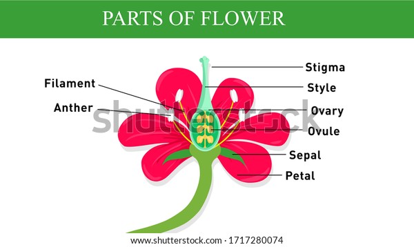 Parts Flower Biology Diagram Stock Illustration 1717280074