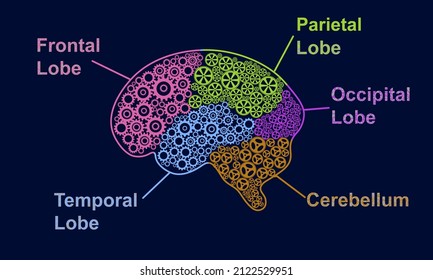 : Parts of human brain Lobes anatomy with gears Abstract text infographic on dark background. Colorful organ 5 parts Science and creativity Concept