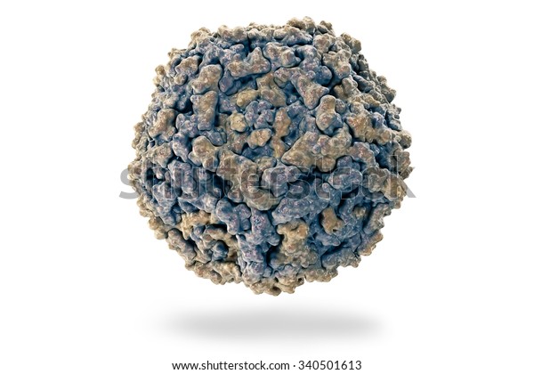 Parvovirus B19 Structure Human Parvovirus B19 Stock Illustration 340501613