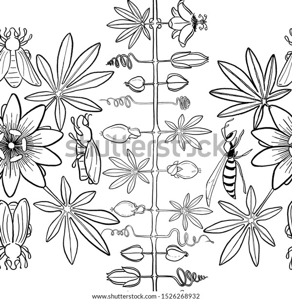 Passiflora, Passion flower ink drawing. Graphic\
elements drawn with ink. Black-and-white Passiflora flowers\
graphics for design. Set of hand drawn design elements. Collection\
of black ink\
abstract