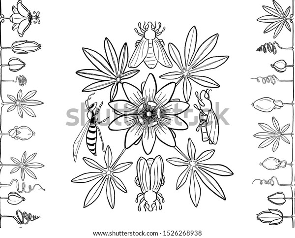 Passiflora, Passion flower ink drawing. Graphic\
elements bees, beetles, wasp. Black-and-white Passiflora flower\
graphics for design. Set of hand drawn design elements. Collection\
of black ink\
abstract