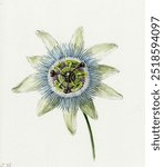 Passion Flower (1825) by Jean Bernard (1775-1883), Vintage flower art drawing illustration, flower painting, old art print, old Passion Flower drawing art print.