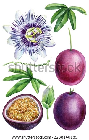 Passionflower, passionfruit with green leaves and flower, tropical fruit. Realistic watercolor botanical painting