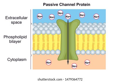 Passive Transport Of Ions Across The Cell Membrane Is Assisted By Channel Proteins .