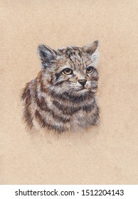 Pastel Hand Drawing On Kraft Paper Andean Mountain Cat (Leopardus Jacobitus). Perfect For Invitations, Greeting Cards, Posters, Prints, Banners, Flyerc, T-shirt Etc