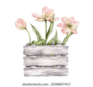 Pastel pink light yellow bud bouquet Tulips in wooden box watercolor illustration isolated on background. Hand drawn delicate garden spring perennial bulbous flower for spring wedding design or card. - Powered by Shutterstock