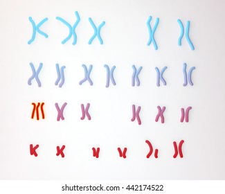 Patau-syndrome Karyotype, Male Or Female, Unlabeled. Trisomy 13. 3D Illustration