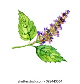 Patchouli Images, Stock Photos & Vectors | Shutterstock