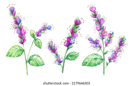 Patchouli Plant With Flowers Watercolor Hand Painting Illustration