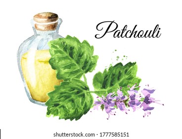 Patchouli Or Pogostemon Cablini Essential Oil. Hand Drawn Watercolor Illustration Isolated On White Background