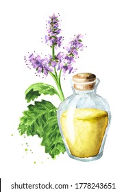 Patchouli Or Pogostemon Cablini Essential Oil Hand Drawn Watercolor Illustration Isolated On White Background