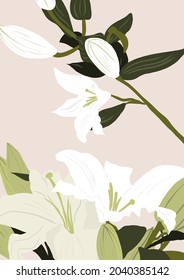 Patel Lily Flower Digital Illustration All Paper Background 