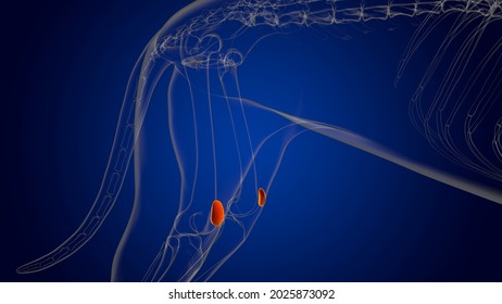 16,926 Patella bone anatomy Images, Stock Photos & Vectors | Shutterstock