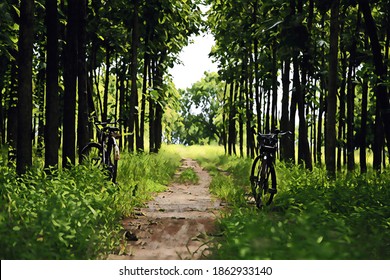 竹林の道 のイラスト素材 画像 ベクター画像 Shutterstock