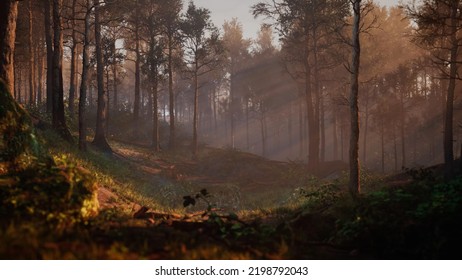 Path Through Dark Magical Forest At Sunrise, Beautiful Old Trees Fantasy Landscape High Quality 3d Illustration