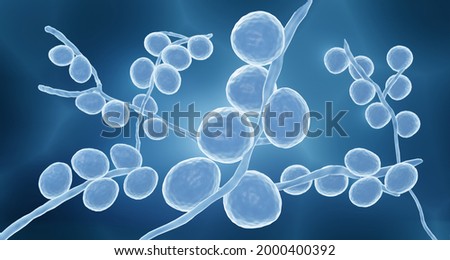 Pathogenic fungi, Candida yeast are most common cause of fungal infections worldwide, 3d illustration Foto d'archivio © 