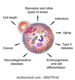 Lysosome Images, Stock Photos & Vectors | Shutterstock
