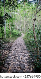 The pathway in a beautiful forest!! 